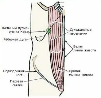 Точка роже