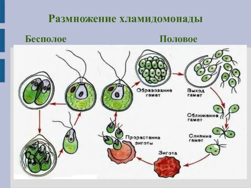 Как происходит половое бесполое размножение. Размножение хламидомонады 5 класс. размножение хламидомонады 7 класс. цикл развития хламидомонады схема. цикл бесполого размножения хламидомонады.