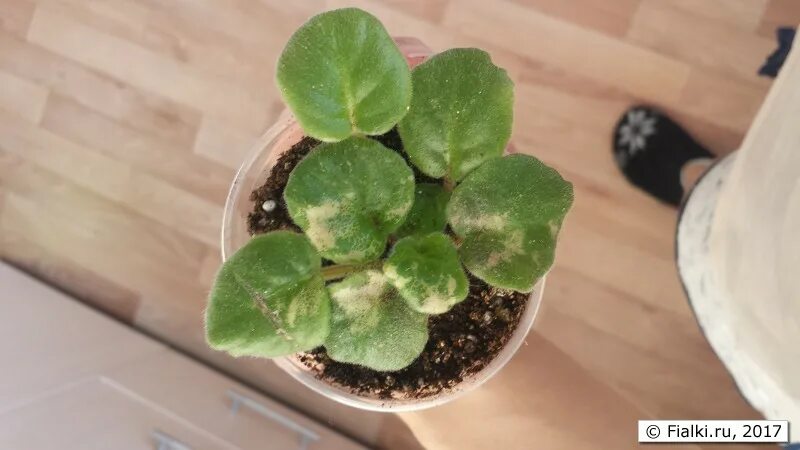 Вирус пятнистости листьев фиалки. Кольцевая пятнистость каланхоэ. Пятнистость на листьях фиалок. Вирус пятнистости листьев фиалки. Белые пятнышки на листьях сенполии.