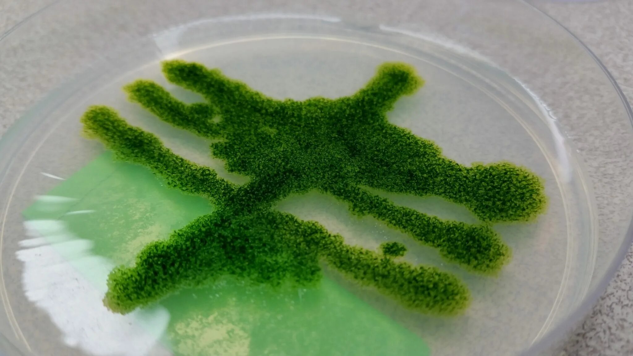 Цианобактерии водоросли. Синезеленые цианобактерии. Синезелёные водоросли цианобактерии. Cyanophyta водоросли.