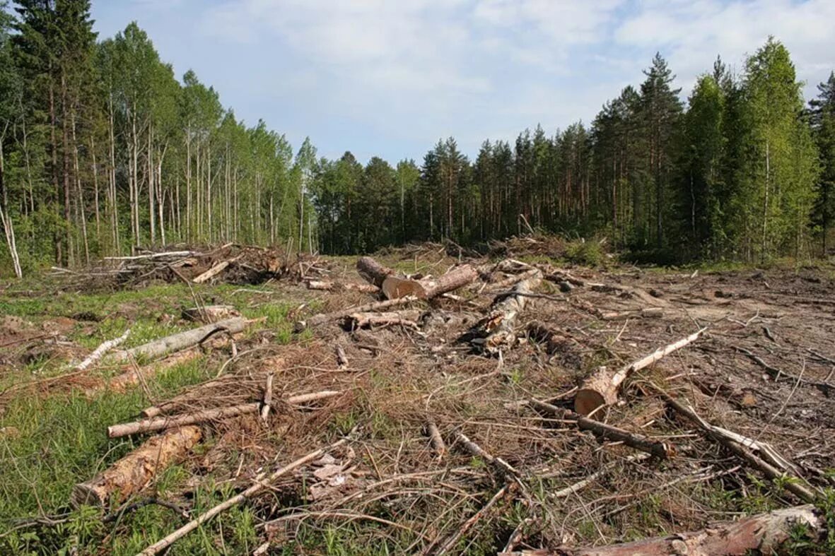 Лесные проблемы россии. Вырубка леса. Уничтожение лесов. Истребление лесов. Экология леса.