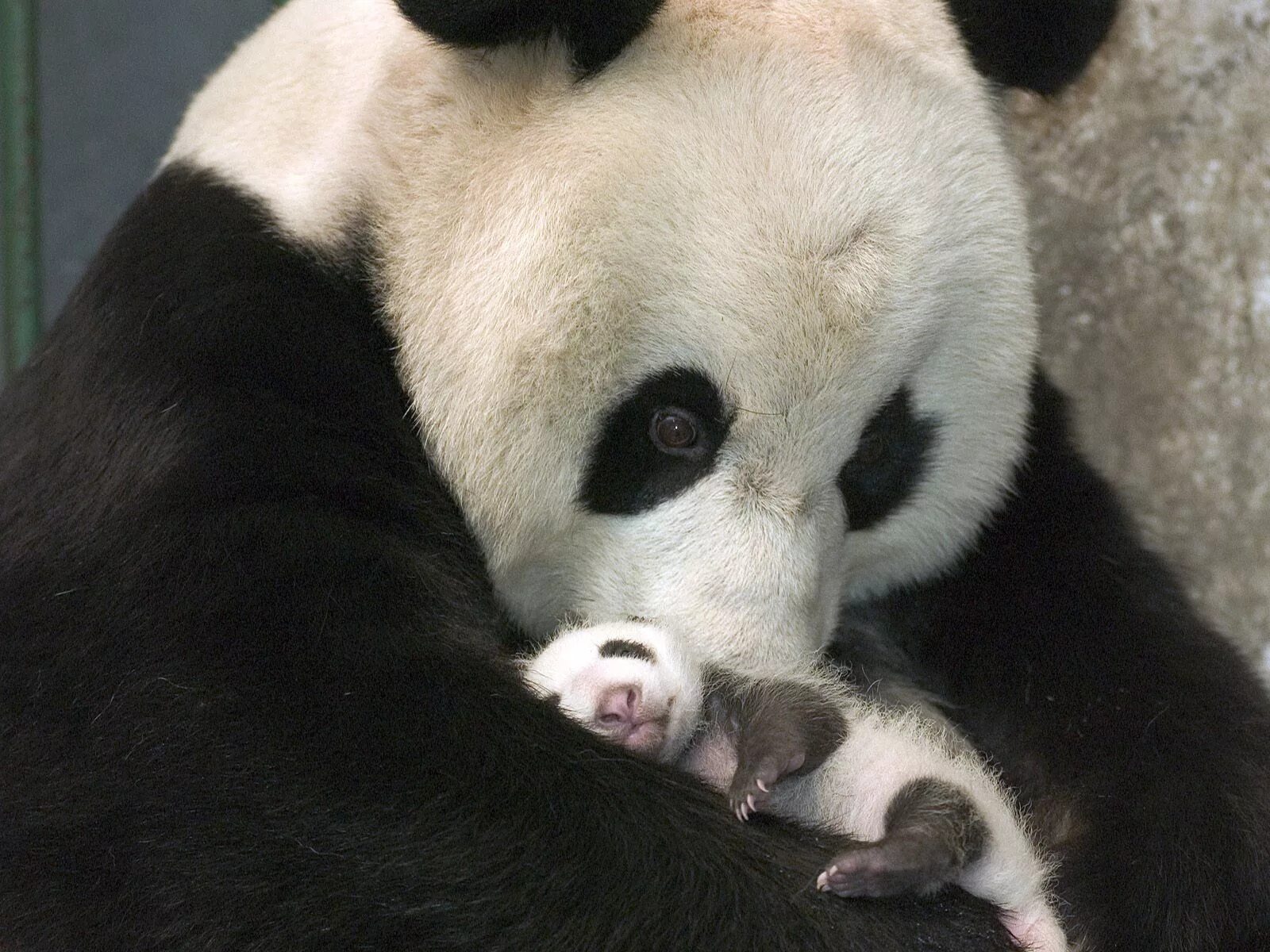 Панда на узбекском языке. Большая Панда с детенышем. Giant Panda (Ailuropoda melanoleuca). Панда с детенышем фото. Медведь Панда.