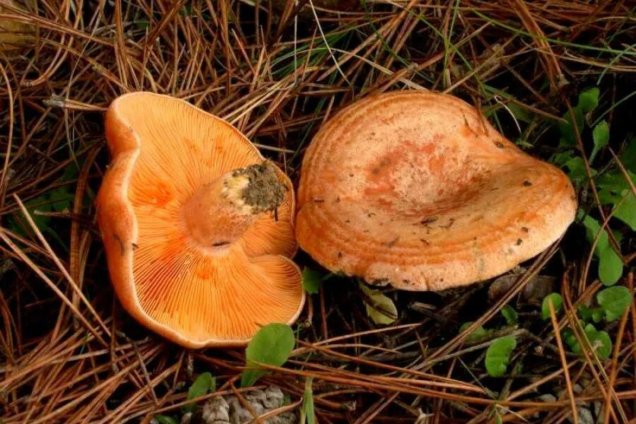 Lactarius semisanguifluus. Бутылочные рыжики. Рыжики пластинчатые грибы. Млечник рыжик гриб. Рыжик-млечник.