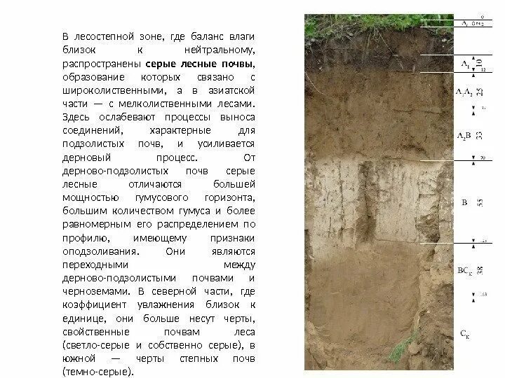 Почвенный профиль бурых лесных почв. Исследование почвы. Мощность плодородного слоя почвы. Лесные почвы где. Серые лесные почвы разрез.