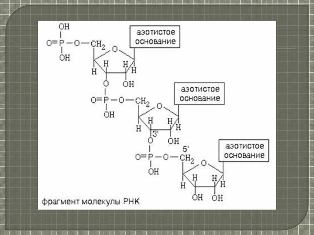 Нуклеоиды рнк. Строение РНК формула. Структура РНК формула. Формула нуклеотида РНК. Фрагмент РНК формула.