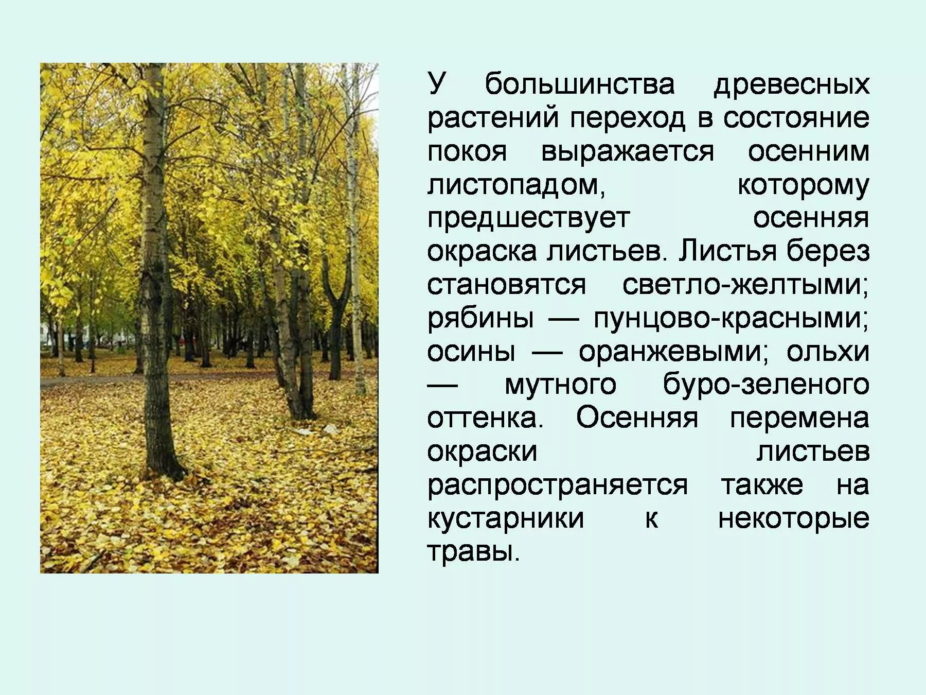 Листопад презентация по биологии. Изменения растений осенью. Осенние явления в жизни деревьев. Листопад у растений. Сообщение о листопаде.