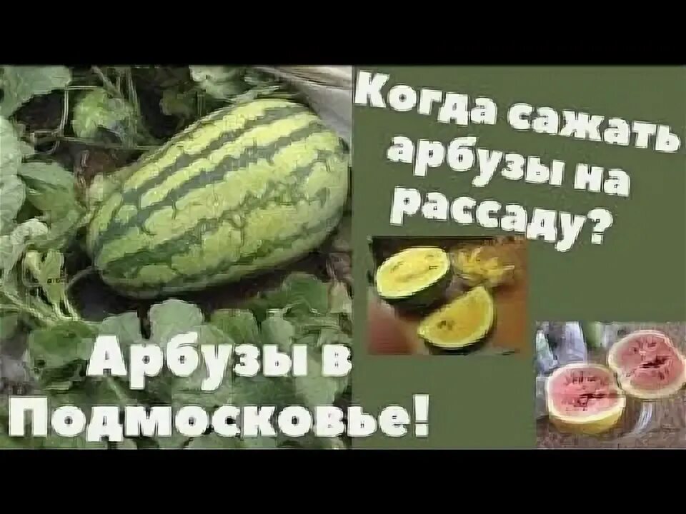 Когда в подмосковье сеять арбуз и дыню. Арбуз жёлтый выращивание в подмосковье. привить арбуз на лагенарию. когда сажать арбуз на рассаду в 2025 году в подмосковье. высотка арбузы грунт.