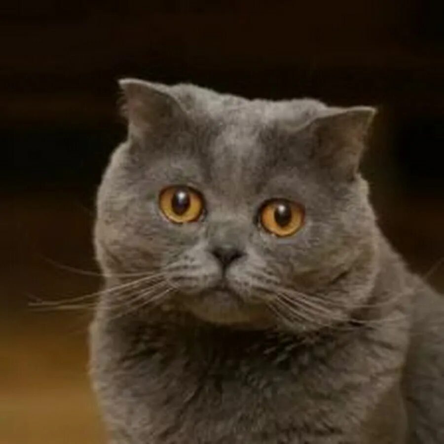 Британский кот с надписями. Кот британец мемы. Красивые кошки с подписью. Надо подумать кот.