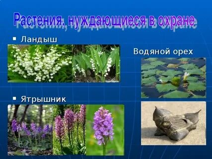 Растения нуждающиеся в