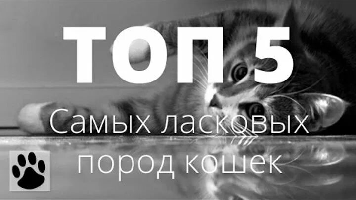 Порода кошек рэгдолл. Сибирские коты. Самые добрые и ласковые породы кошек. Котики нежность. Топ самых ласковых кошек.