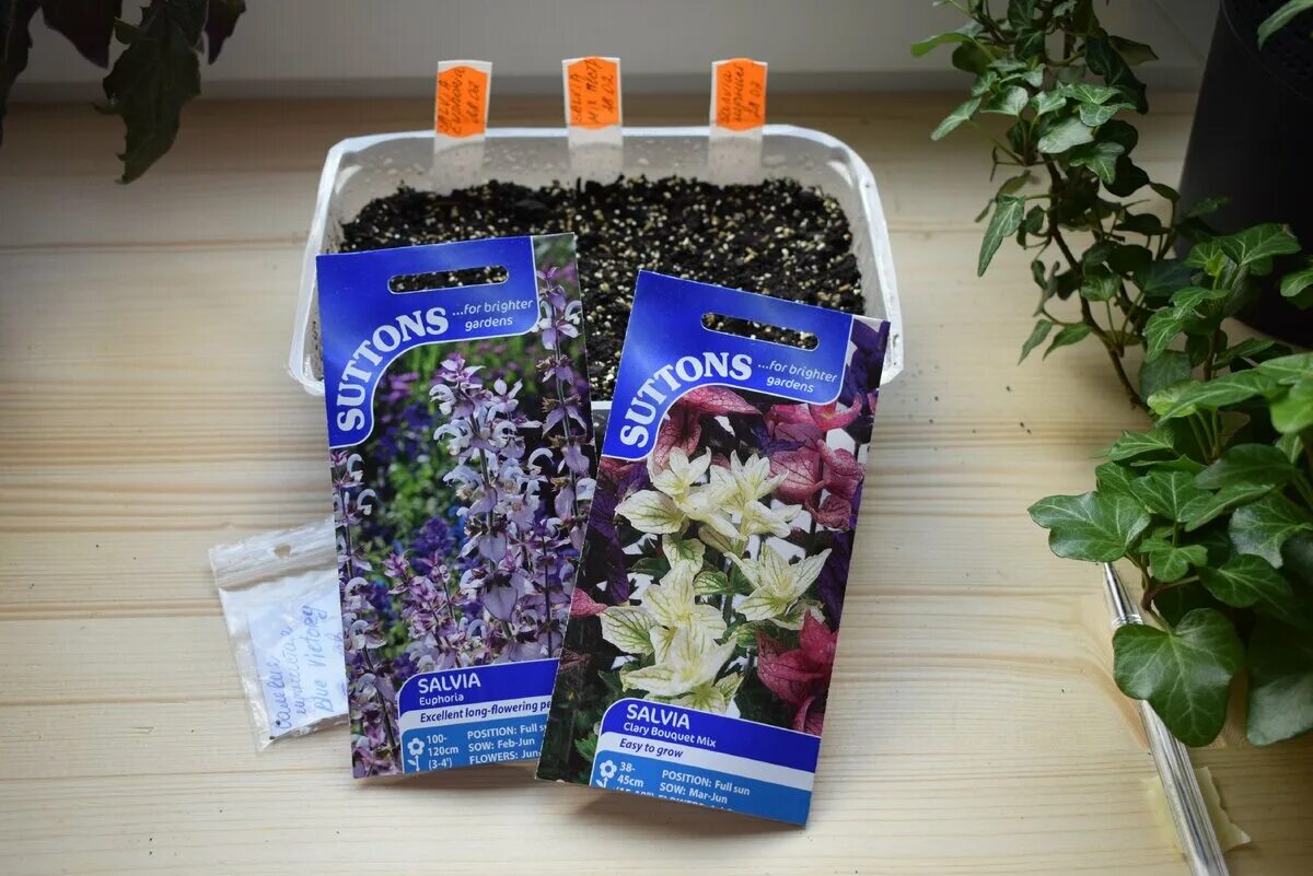 Шалфей дубравный blauhugel. Шалфей серебристый артемис. Как вырастить шалфей из семян. Посадка шалфея семенами на рассаду. Как вырастить шалфей из семян.