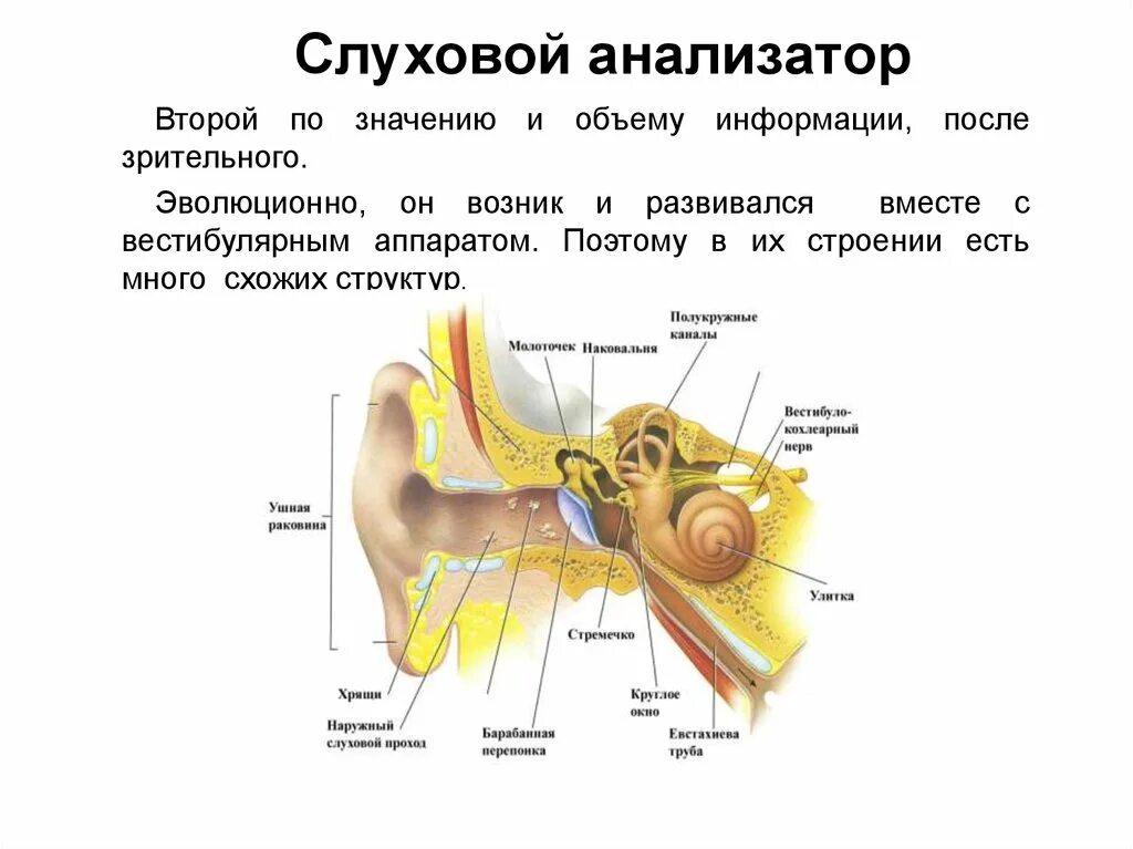 Строение строение слухового анализатора. Слуховой анализатор части анализатора. Строение слухового анализатора анатомия. Строение слухового анализатора 8 класс.