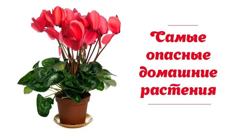 Домашние цветы опасные для людей. Опасные комнатные цветы. Ядовитые цветы комнатные. Ядовитые комнатные растения 10. Ядовитые комнатные растения 10 цветов которые.