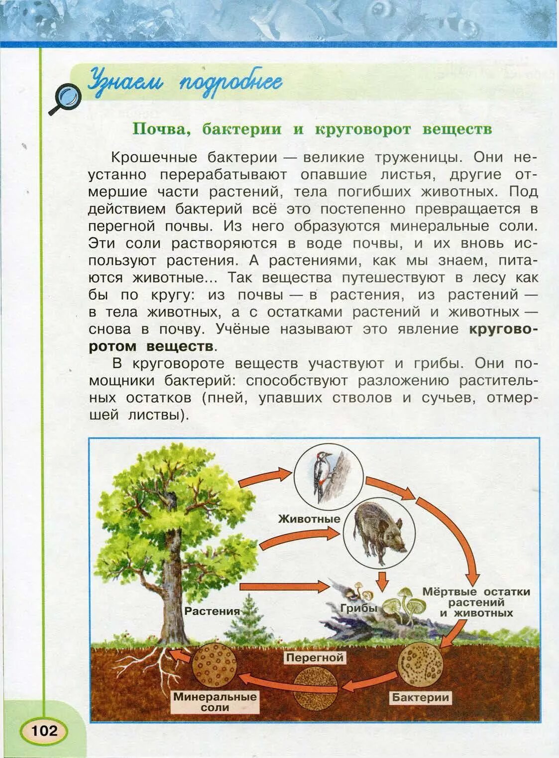 Невидимые нити в весеннем лесу примеры. Невидимые нити в лесу схема. Невидимые нити в весеннем лесу схема. Невидимые нити в осеннем лесу схема. Круговорот веществ в лесу схема.