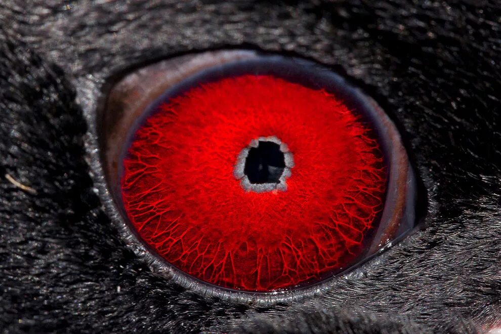 Глаза совы. Глаза животных. Зрение животных. Глаза животных название. Глаза животных название.