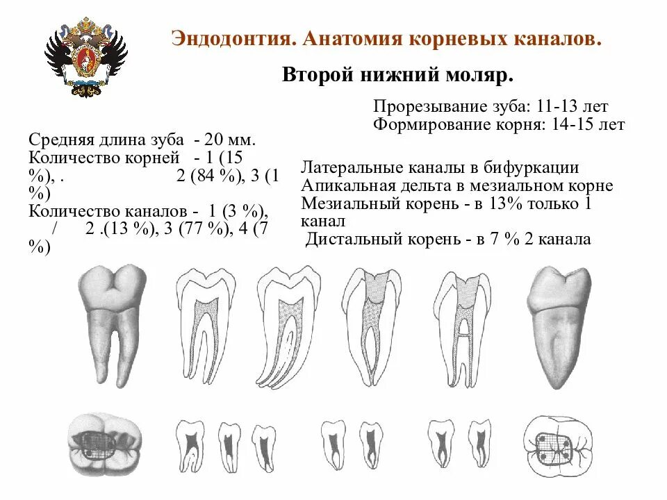 Второй моляр нижней челюсти анатомия корневых каналов. Второй верхний моляр эндодонтия. 1 Моляр нижней челюсти анатомия корневых каналов. Нижние моляры анатомия корневых каналов второй Нижний моляр. Каналы верхней 6