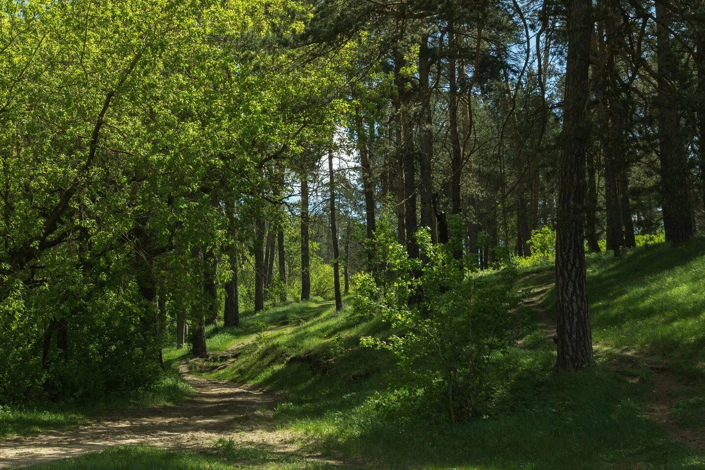 лес тульские засеки. еловый лес тула. тесницкий лес. загорьевский лес тульская область. леса тулы.