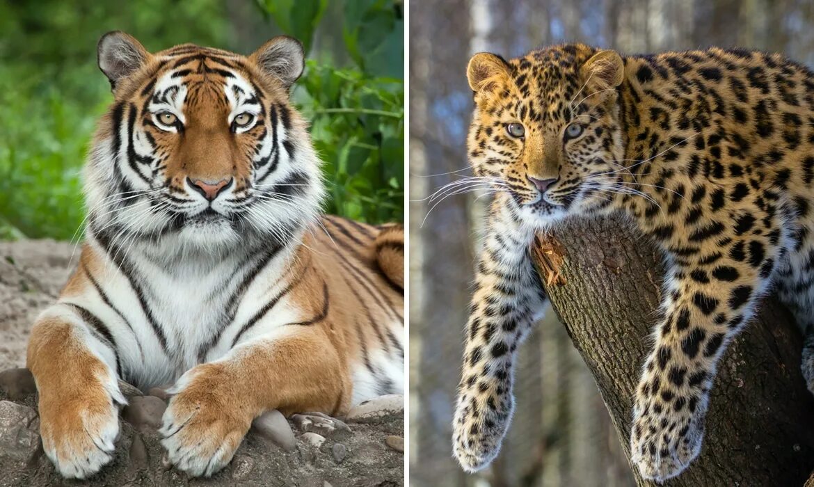 Амурский тигр леопард