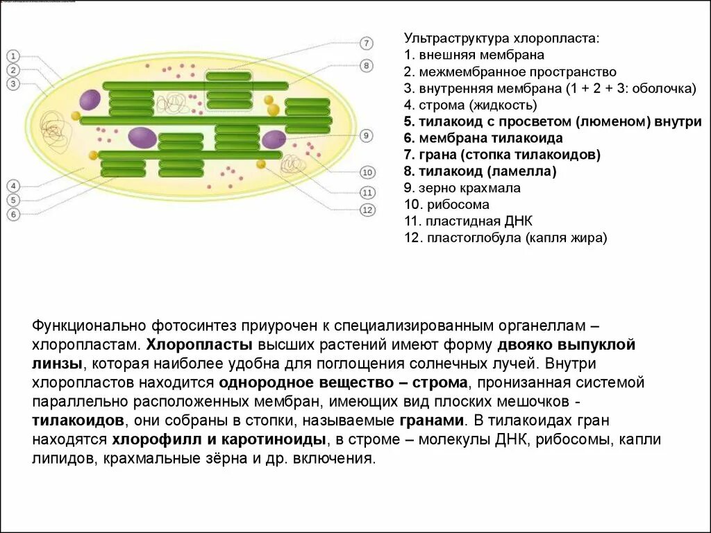 Хлоропласт заполнен. Функция межмембранного пространства в хлоропластах. Хлоропласты функции. Межмембранное пространство хлоропласта функции. Ультраструктура хлоропластов.