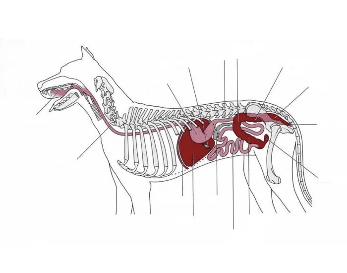 Дыхательная система собаки. Анатомия пищеварительной системы собаки. Пищеварительная система млекопитающих собака. Пищеварительный тракт собаки. Система пищеварения собаки схема.