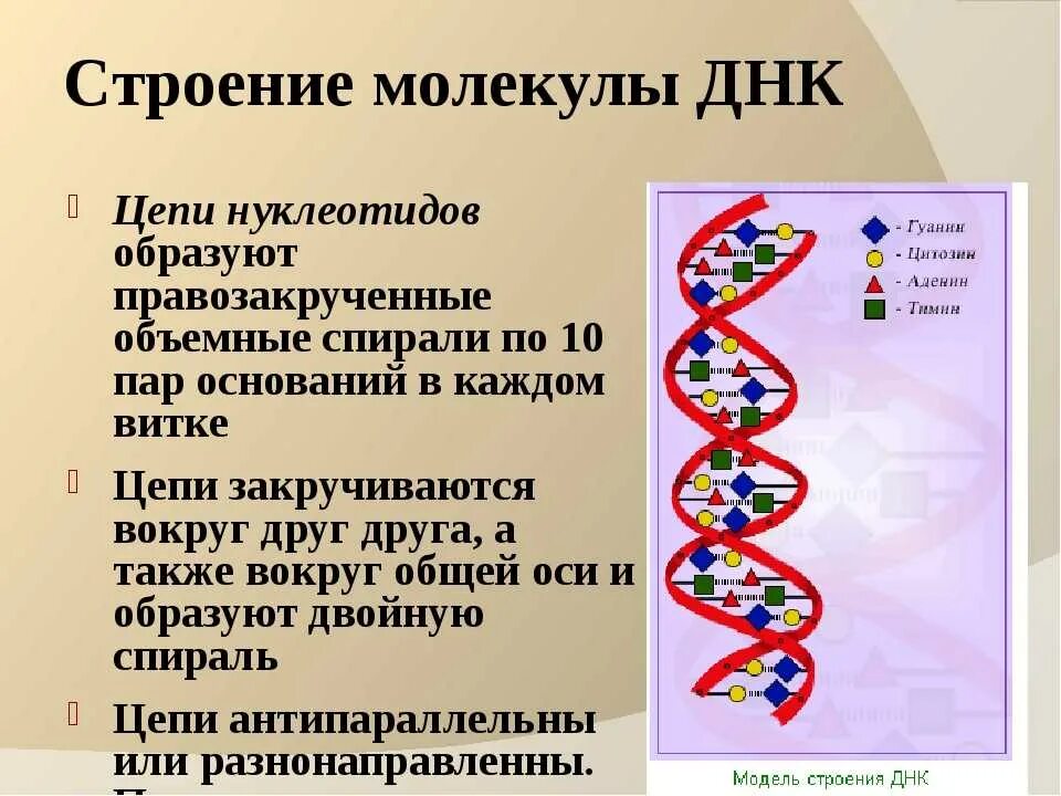 Составляющая днк. Цепочка ДНК структура. Строение нуклеотида молекулы ДНК. ДНК строение цепей 2. Строение двухцепочечной молекулы ДНК.