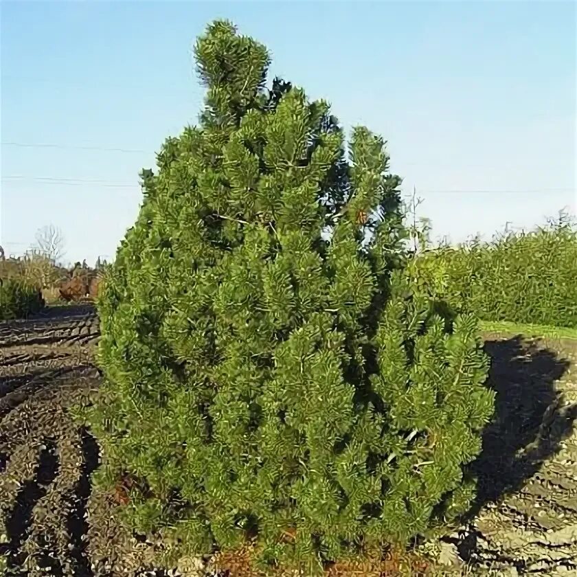 Горная сосна гном описание характеристики и фото Купить саженцы Сосна горная Гном в Москве и РФ. Описание сорта. Пункты самовывоз