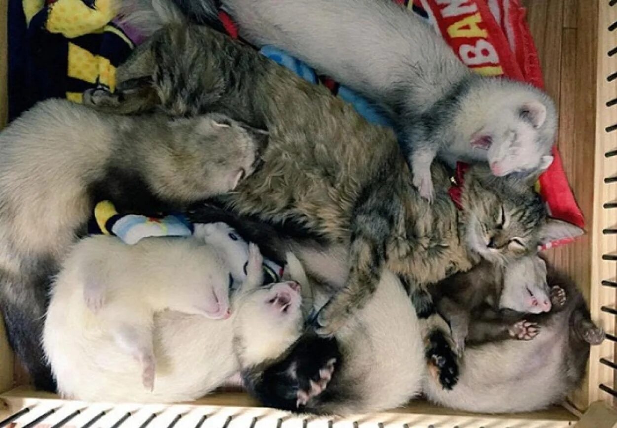 Ласка и кот. Хорек и котенок. хорек и кошка. ласки и хорьки. ласка и кошка.