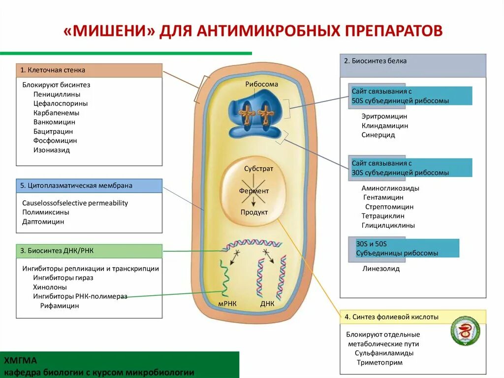 Мишени бактериальной клетки для антибиотиков. Структура бактериальной клетки/ мишень. Мишени действия антимикробных препаратов в бактериальной клетке. Структуры мишени бактериальной клетки для антибиотиков. Синтез белка в бактериальной клетке