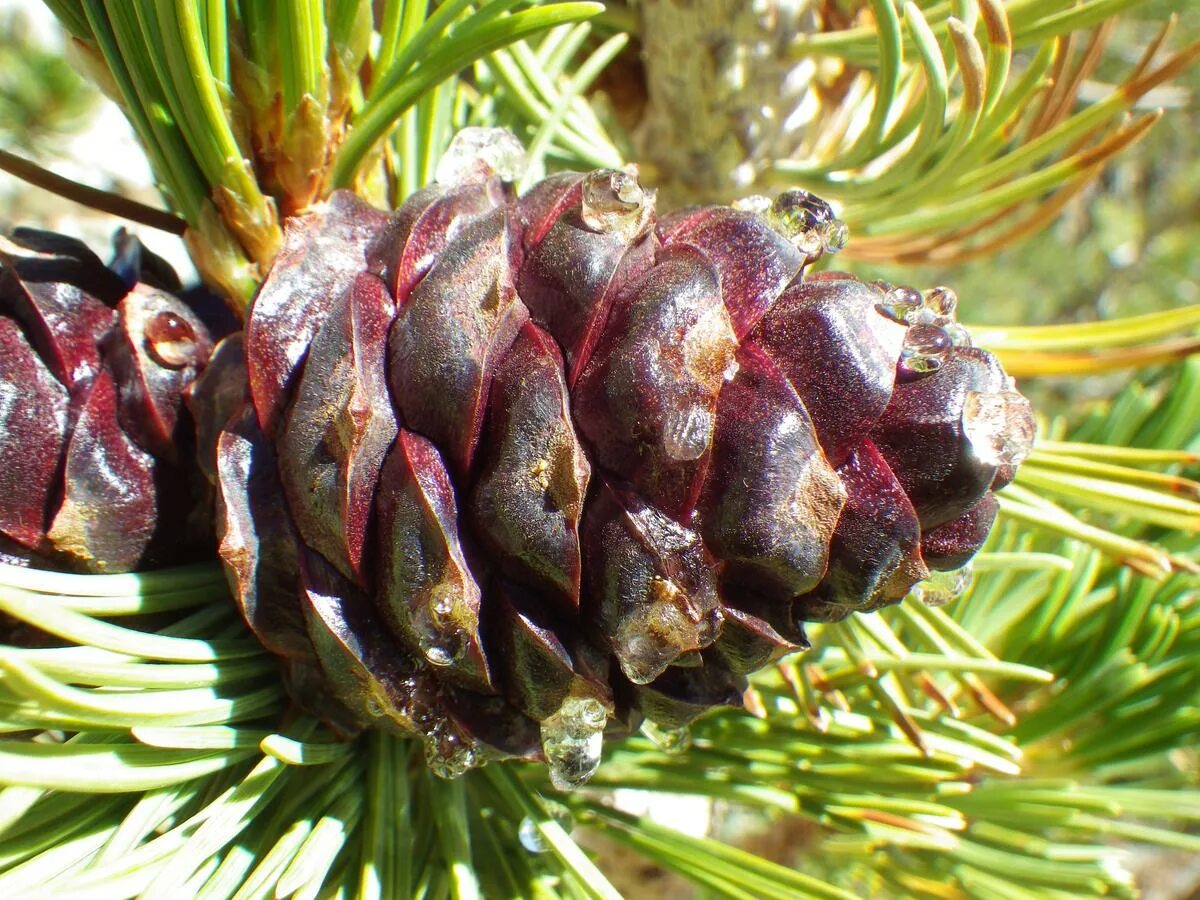 Сосна белокорая шишки. Сосна Гельдрейха Шмидта. Pinus pinea шишки. Белоствольная сосна.