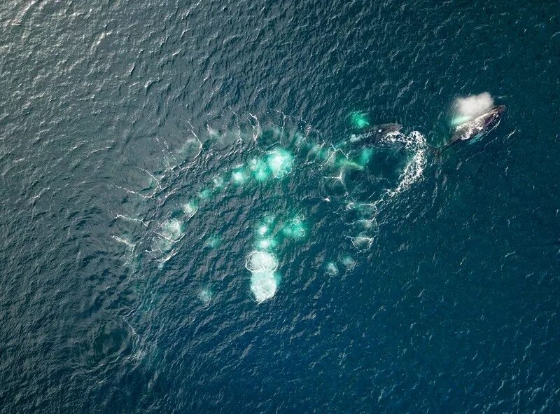 Речной планктон. Морской планктон. Планктон в океане. Планктон настоящий.