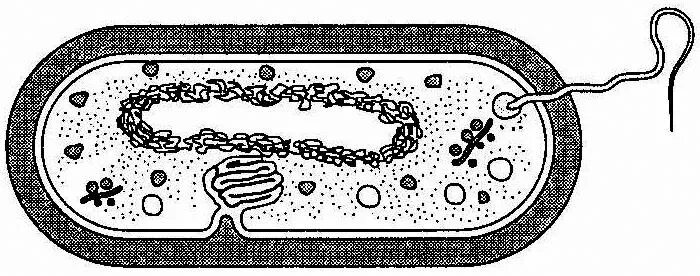 На каком рисунке изображена клетка бактерий. Бактериальная клетка без подписей. Строение бактериальной клетки рисунок без подписей. Прокариотическая клетка бактерии без подписей. Прокариотическая клетка рисунок без подписей.
