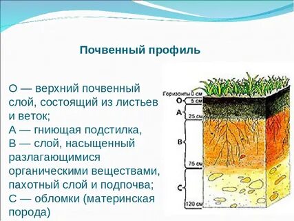 Строение почвы картинки