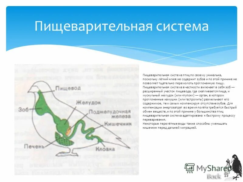 Класс птицы пищеварительная система. Пищеварительная система система птиц. Пищеварение птицы строение. Тип пищеварительной системы птиц. Пищеварительная система класса птиц