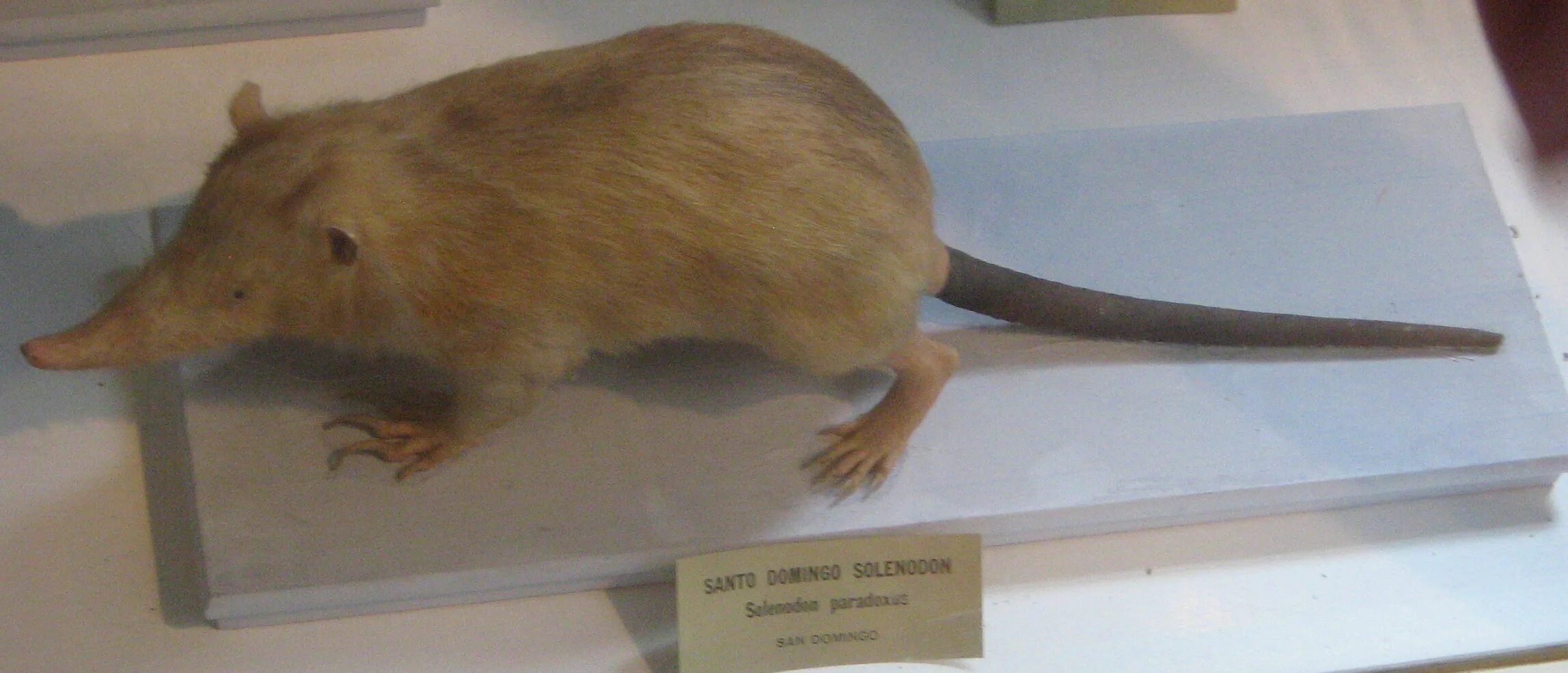 Пупырчатый рылохвост. Solenodon paradoxus. Кубинский щелезуб. Землеройка солендон. Щелезубые млекопитающие Насекомоядные.