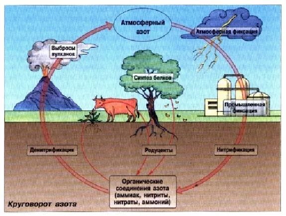 Биологический круговорот азота. Круговорот азота в природе. Круговорот веществ азота. Схема 2 круговорот азота в природе.