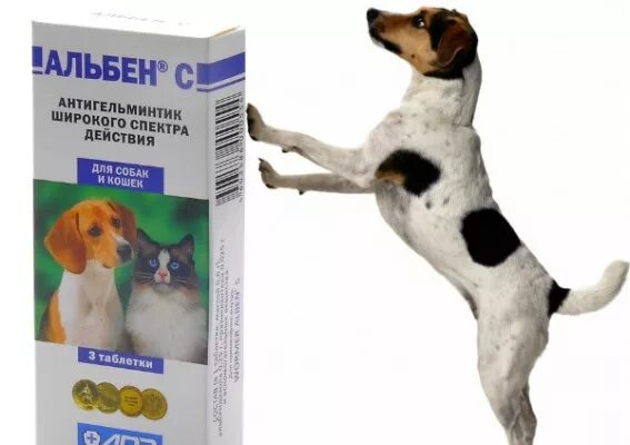 Как часто давать собаке глистогонное