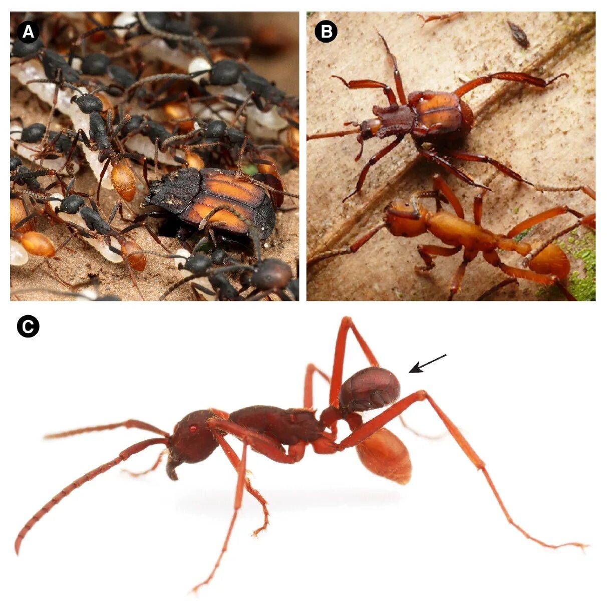 Какое развитие у муравьев. Муравьи Эцитоны Бурчелли. Муравьи мегапонера. Формы муравьёв. Муравьи размножение.