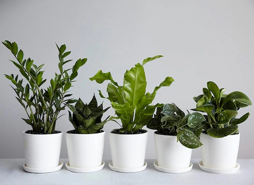 Комнатное плант. Персея houseplants. Комнатные растения. Горшечные растения. Низкорослые комнатные растения.