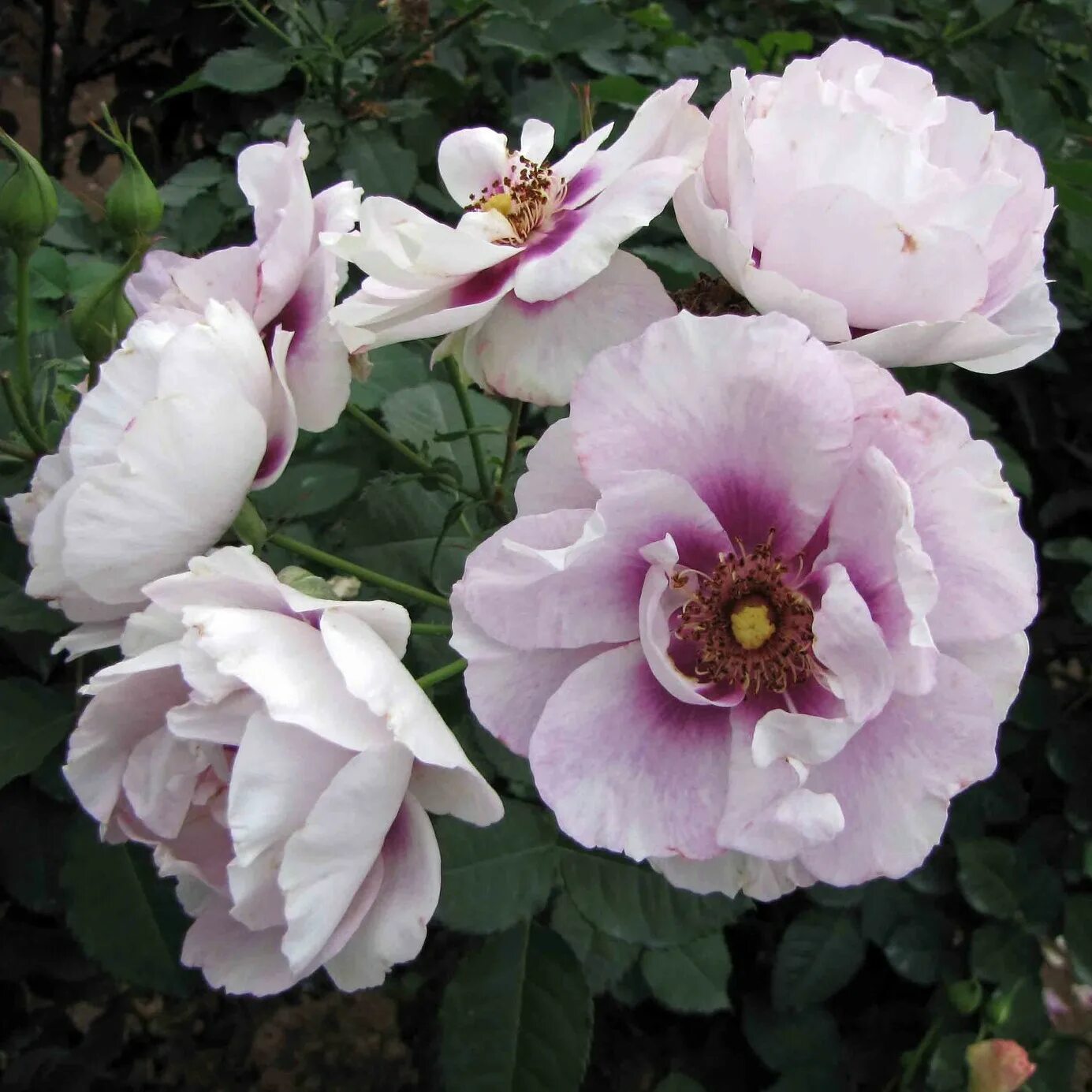 фо ю отзывы