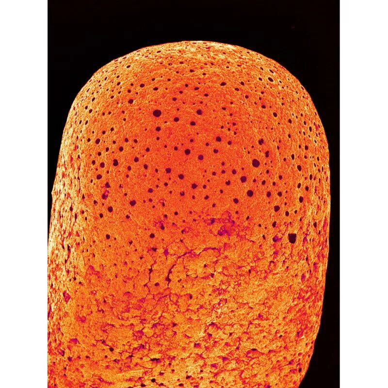 Предметы под микроскопом. Игла под микроскопом. Повседневные вещи под микроскопом. Ми под. Вещи под микроскопом.