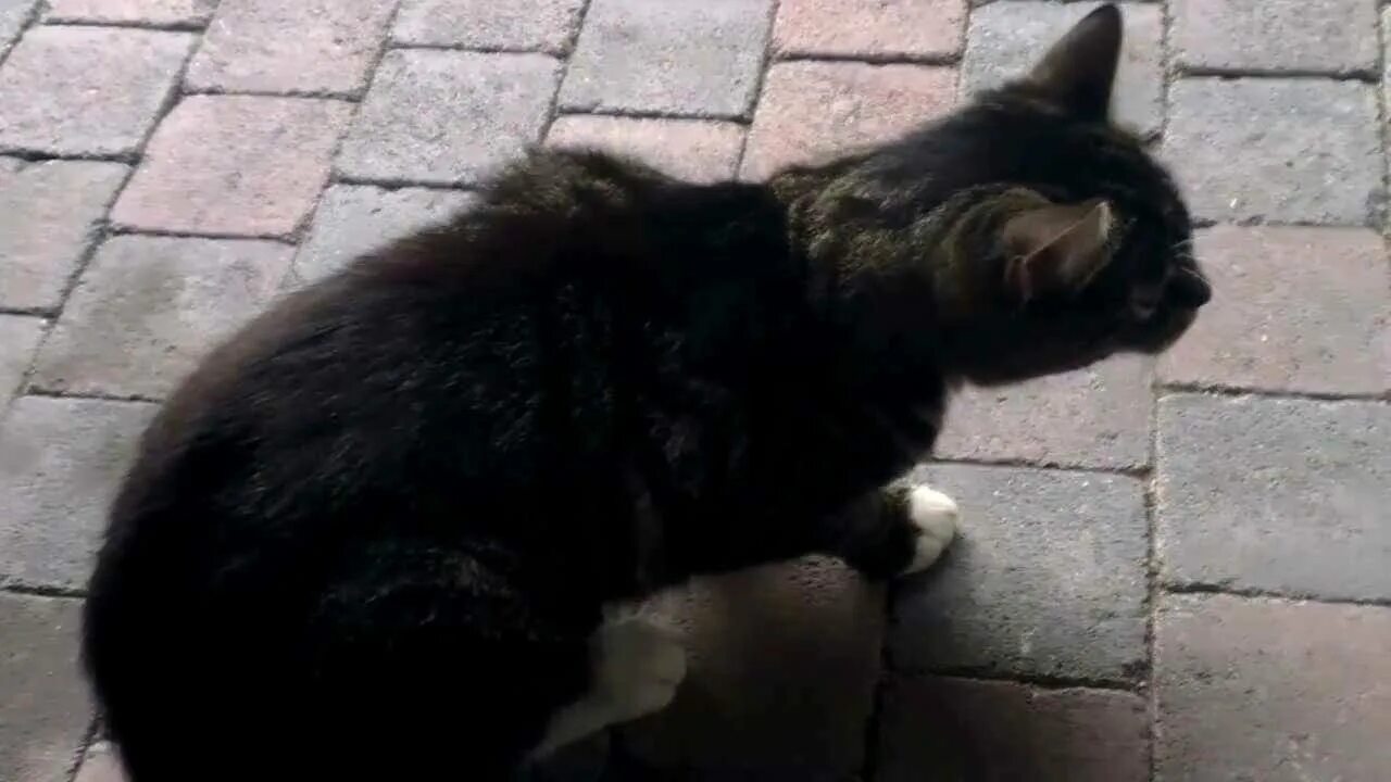 Кошка чихает причины и лечение. Кот кашлянул. котенок кашляет и хрипит. кот как будто подавился. кошка кашляет причины.