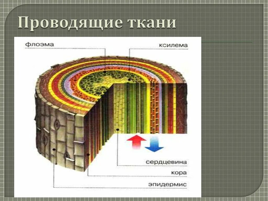 Ткани растений Ксилема флоэма. Проводящая ткань Ксилема и флоэма. Ксилема и флоэма это ткани. Строение стебля Ксилема и флоэма