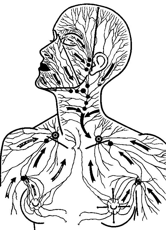Схема лимфоузлов головы. Лимфатическая система лица схема движения лимфы. Лимфатическая система головы и шеи человека схема движения лимфы. Лимфатическая система головы. Лимфатическая система лица схема массаж.