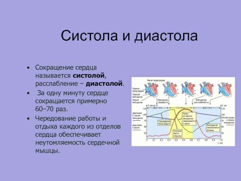 Как называется сокращение желудочков. Систола. общая диастола. диастола сердца. сокращение мышц сердца называется.