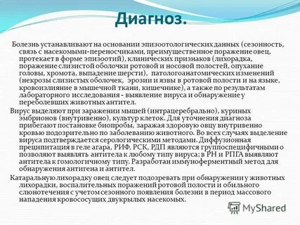 Лихорадка овец