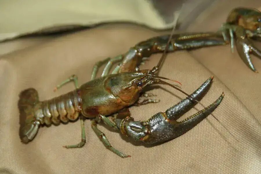 Раки во сне для женщины. Речные рачки. пресноводный рак, astacopsis gouldi. mustached crayfish. тессераки фото.