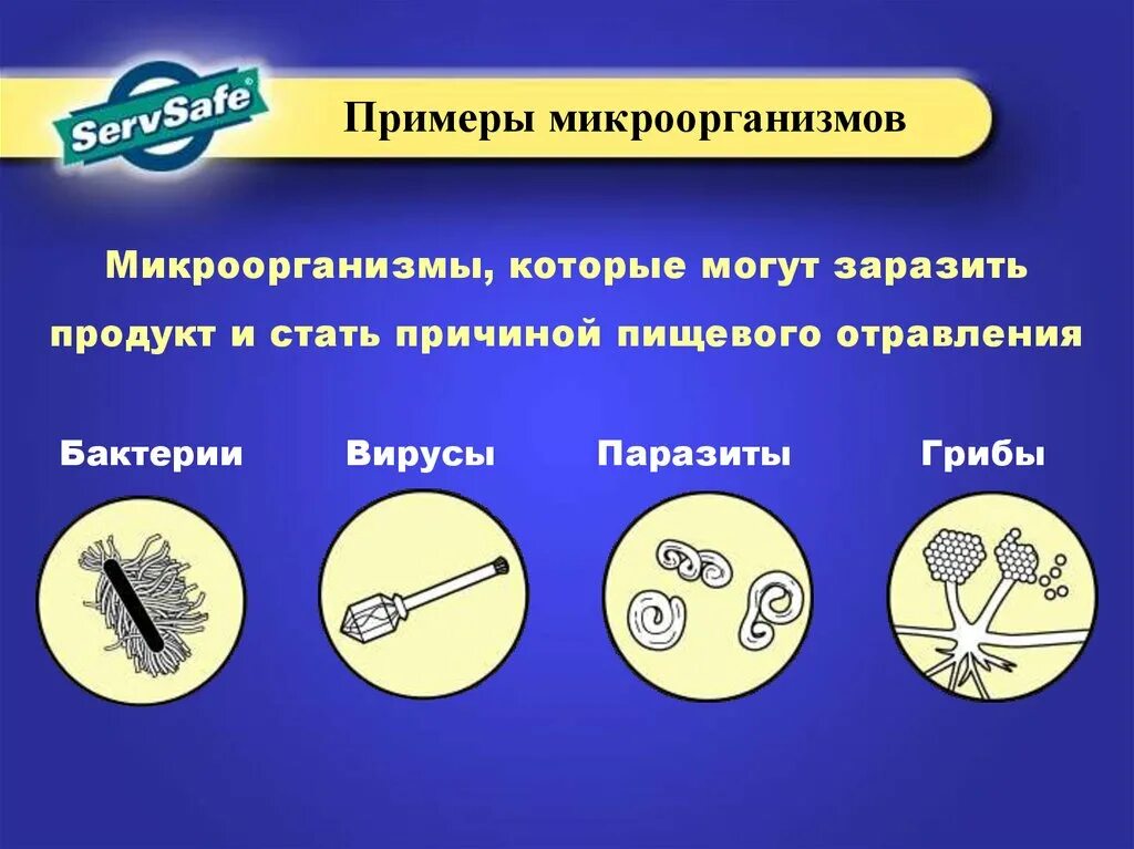 Бактерии примеры 7. Микроорганизмы примеры. Микроорганизмы которыми может заражена пища. Бактерии примеры. Бактерий микроорганизмы примеры.