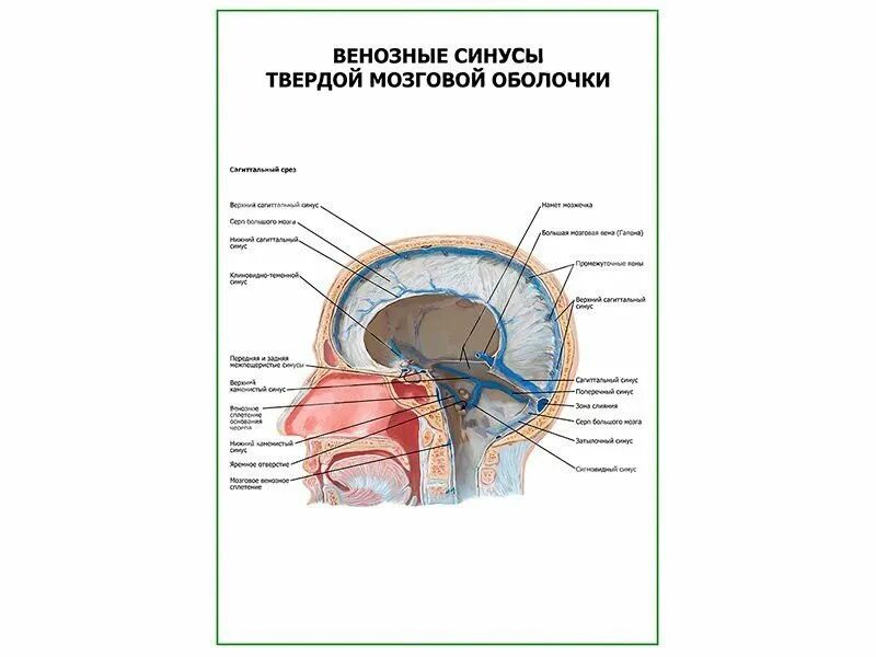 Синусы оболочки головного мозга. Синусы твёрдой мозговой оболочки анатомия. Синусы твердой мозговой оболочки гистология. Венозные синусы твердой оболочки. Хирургическая анатомия венозных синусов твердой мозговой оболочки.