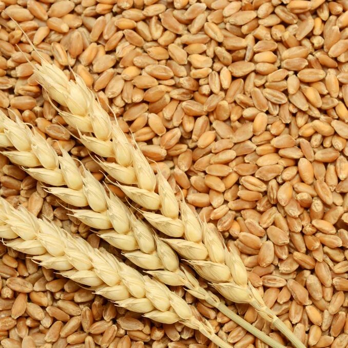 Фуражное зерно пшеницы. Цельные зерна. Зерно фото. Kws пшеница. Ячмень зерно.