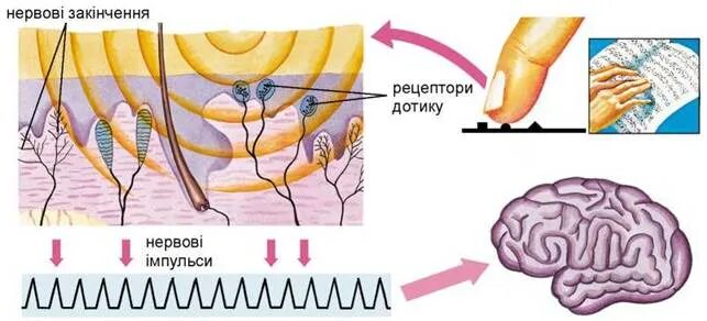 Система осязания. Схема осязательной системы. рецепторы осязания. сенсорная система осязание. нерв рецептора осязания.